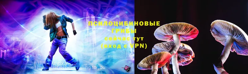 где продают   Тверь  Галлюциногенные грибы Psilocybine cubensis 